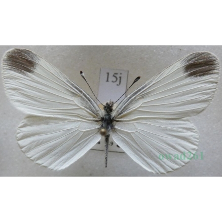 Leptidea sinapis (Linnaeus, 1758) male Wietek gorczycznik Czech15j